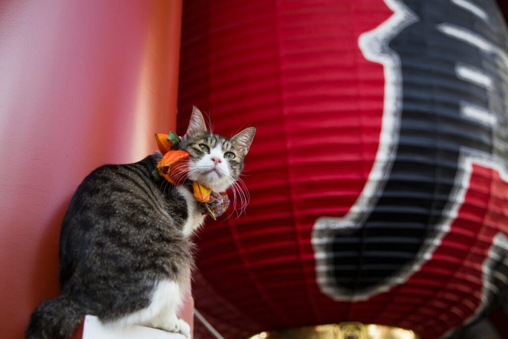 神社で歓迎されるとどうなる?開運サインや幸運エピソード