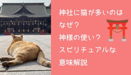 神社に猫が多いのはなぜ？神様の使い？スピリチュアルな意味解説