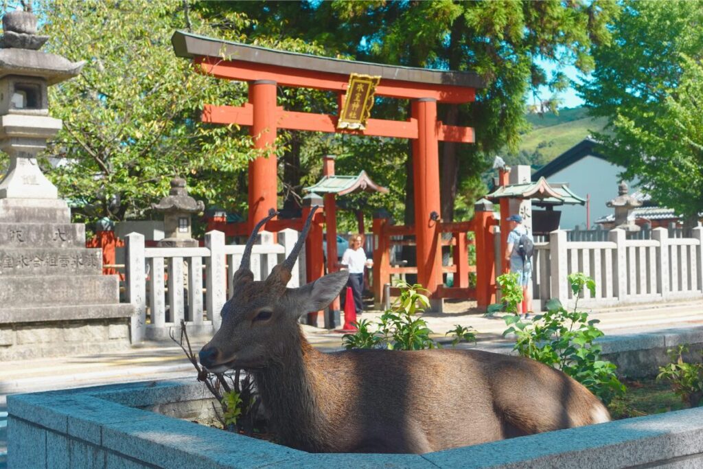 鹿が神様の使いとされるのはなぜ?奈良の鹿に隠された神聖な理由