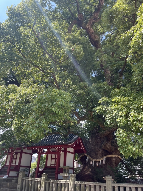 御神木を触ってはいけないのはなぜ?触れずにパワーと効果を得る方法