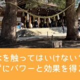 御神木を触ってはいけないのはなぜ？触れずにパワーと効果を得る方法