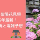 本土寺 紫陽花 見頃 2026年最新！開花状況と混雑予想