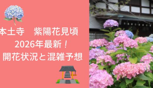 本土寺 紫陽花 見頃 2026年最新！開花状況と混雑予想