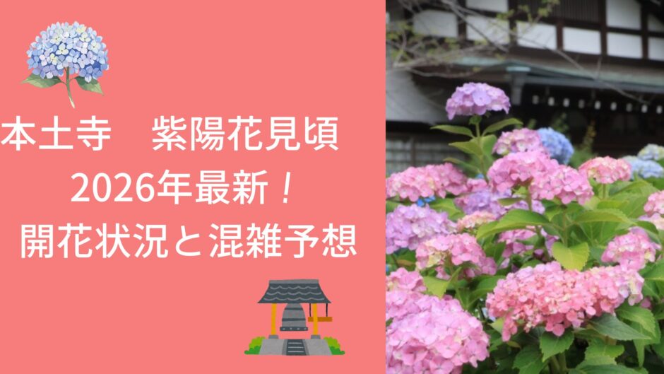本土寺 紫陽花 見頃 2026年最新！開花状況と混雑予想